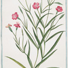 Lychnis Segetum Nigellastrum minus glabrum dicta. = Agrostema Celirosa = Nigellastro minore = La Nielle des Bleds. [Black catchfly]