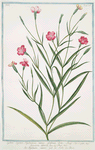 Lychnis Segetum Nigellastrum minus glabrum dicta. = Agrostema Celirosa = Nigellastro minore = La Nielle des Bleds. [Black catchfly]
