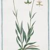 Lychnis sylvestris, quae Behen album vulgo = Behen bianco = Le Behen blanc.