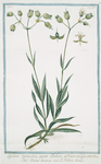 Lychnis sylvestris, quae Behen album vulgo = Behen bianco = Le Behen blanc.
