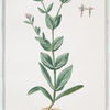 Lychnis umbellifera montana centauri minoris foliis floribus albi = Muscipula, con il fiore-bianco.