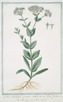 Lychnis umbellifera montana centauri minoris foliis floribus albi = Muscipula, con il fiore-bianco.