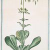 Luchnis auriculae ursi facie = Lychnide cib ka figkua d'Orchia d'orso = Lychnis oreille d'Ours.