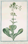 Luchnis auriculae ursi facie = Lychnide cib ka figkua d'Orchia d'orso = Lychnis oreille d'Ours.