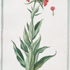 Lychnis sativa, foliis glauets et glabris, floribus coccineis = Scarlattea Sooppia. [Scarlet Lychnis]