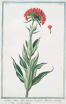Lychnis sativa, foliis glauets et glabris, floribus coccineis = Scarlattea Sooppia. [Scarlet Lychnis]