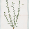 Linum perenne majus caeruleum capitulo maiore = Lino perenne = Le Lin. [blue flax; perennial flax]