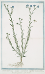 Linum perenne majus caeruleum capitulo maiore = Lino perenne = Le Lin. [blue flax; perennial flax]
