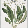 Limonium maritimum majus = Behen = Le Behen rouge. [Sea lavender]