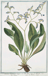Limonium maritimum majus = Behen = Le Behen rouge. [Sea lavender]