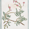 Limonium maritimum minus, oleae folio = Limonio marino minore = Le Behen rouge de mer. [Sea lavender]
