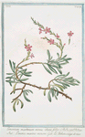 Limonium maritimum minus, oleae folio = Limonio marino minore = Le Behen rouge de mer. [Sea lavender]