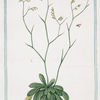 Limonium parvum Bellidis minoris folio = Limonio piccolo. [Rock Sea lavender]