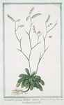 Limonium parvum Bellidis minoris folio = Limonio piccolo. [Rock Sea lavender]