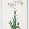 Gypsophila foliis ovatis lanceolatis, Semiamplexicaulibus = Saponaria piccola. [Baby's breath]