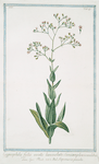 Gypsophila foliis ovatis lanceolatis, Semiamplexicaulibus = Saponaria piccola. [Baby's breath]
