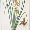 Asphodelus, angustifolius, floribus luteis, atra linea notatis in Spicam dispositis = Asfodelo comfiori gialli = Asfodele. [Yellow Asphodel, Kingspear]
