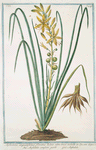 Asphodelus, angustifolius, floribus luteis, atra linea notatis in Spicam dispositis = Asfodelo comfiori gialli = Asfodele. [Yellow Asphodel, Kingspear]