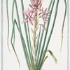 Asphodelus angustifolius, floribus atro, rubentibus = Asfodelo confiori Rosette = Asfodele.