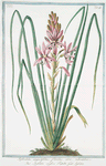 Asphodelus angustifolius, floribus atro, rubentibus = Asfodelo confiori Rosette = Asfodele.