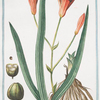 Lilio Asphodelus-pheniceus = Lilium rubrum = Asfodelo con il fior di Giglio = Lys Asphodele. [Day lily]