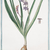 Hyacintus orientalis floribus Caeruleis = Giancinto turchino Semplice = Iacinthe. [Garden Hyacinth]