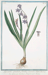 Hyacintus orientalis floribus Caeruleis = Giancinto turchino Semplice = Iacinthe. [Garden Hyacinth]