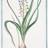 Muscara,  arvense, latifolium coma caerulea = Musari torchino. [Grape hyacinth]