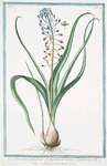Muscara,  arvense, latifolium coma caerulea = Musari torchino. [Grape hyacinth]