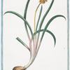Muscari flavo flore Clus. = Fiore Muschio' giallo. [Yellow hyacinth]