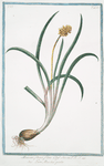 Muscari flavo flore Clus. = Fiore Muschio' giallo. [Yellow hyacinth]