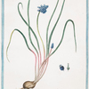 Muscari, arvense, iunci, folium, caeruleum minus = Muschio turchino = Muscari, ou Bulbe. [Grape hyacinth bulb]