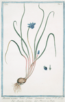 Muscari, arvense, iunci, folium, caeruleum minus = Muschio turchino = Muscari, ou Bulbe. [Grape hyacinth bulb]