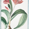 Colochicum multiflorum fl. Dilute rubentium = Colchico conpiu fiori = Colchique. [autumn crocus; fall crocus; naked ladies, Meadow saffron]