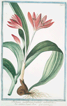 Colochicum multiflorum fl. Dilute rubentium = Colchico conpiu fiori = Colchique. [autumn crocus; fall crocus; naked ladies, Meadow saffron]