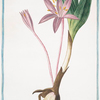 Colchicum vere et Autumno florens = Colchico, e Zaffrano bastardo = Colchique.
