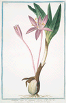 Colchicum vere et Autumno florens = Colchico, e Zaffrano bastardo = Colchique.