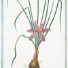 Crocus Sativus = Zaffrano domestico = Saffron. [saffron crocus; field crocus]