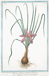 Crocus Sativus = Zaffrano domestico = Saffron. [saffron crocus; field crocus]