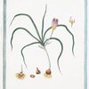 Crocus vernus, angustifolius, variegatus = Zaffrano salvatico = Le Saffron sauvage. [cloth of gold; narrow leaved crocus; spring crocus]