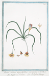 Crocus vernus, angustifolius, variegatus = Zaffrano salvatico = Le Saffron sauvage. [cloth of gold; narrow leaved crocus; spring crocus]
