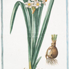 Narcissus montanus, flore lacteo,  cratere flavo = Tazzetta di Prato = Narcisse. [Mountain daffodil]