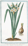 Narcissus montanus, flore lacteo,  cratere flavo = Tazzetta di Prato = Narcisse. [Mountain daffodil]