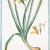 Narcissus, flavus, tubo oblongo , rotundo in margine, fimbriato = Trombone = Narcisse. [Yellow narcisse]