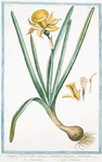 Narcissus, flavus, tubo oblongo , rotundo in margine, fimbriato = Trombone = Narcisse. [Yellow narcisse]