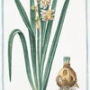 Narcissus , flore pleno, lacteo in medio aureo = Tazzetta bianca = Narcisse.