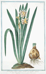 Narcissus , flore pleno, lacteo in medio aureo = Tazzetta bianca = Narcisse.