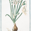 Narcissus, flore simplici, lacteo tubo maximo, staminibus sex = Narcisso marino odoroso = Narisse marin.