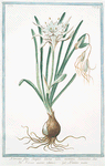Narcissus, flore simplici, lacteo tubo maximo, staminibus sex = Narcisso marino odoroso = Narisse marin.