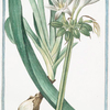 Narcissus maritimus = Pancratzio = Narcisse marin. [Sea daffodil]